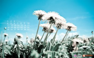 may-09-dandelion-calendar-1280x800