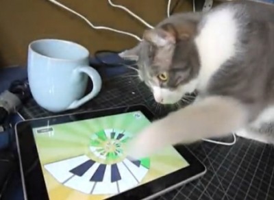 cats-love-ipad